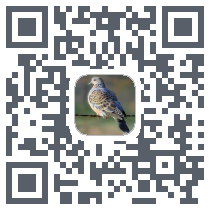 斑鸠识别codice QR per il download